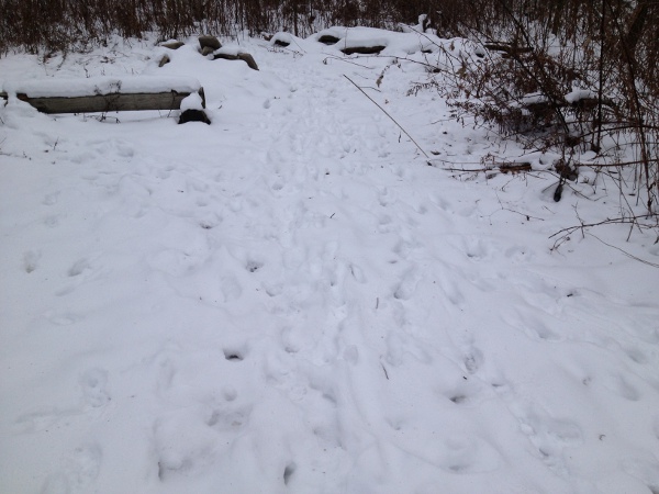 Animal tracks on a path