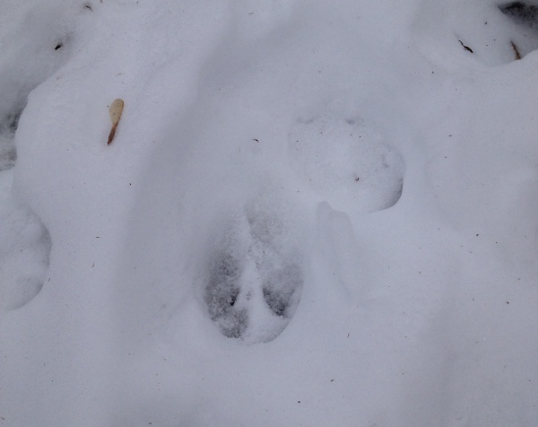 Deer Track In Snow