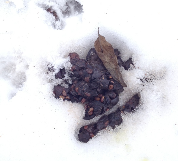 Coyote Scat