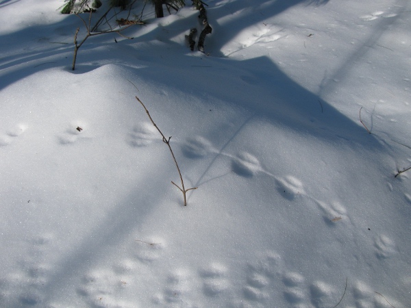 Mouse Tracks