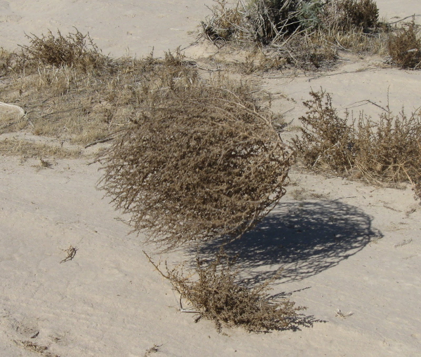 Tumbleweed