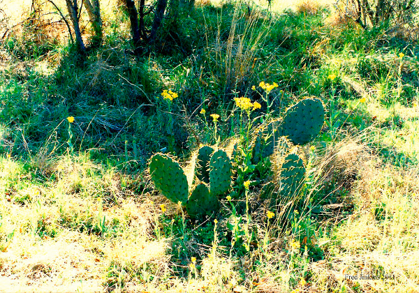 wild-cactus-Mojave