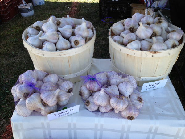 Bushel of garlic